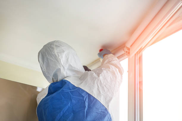 Best Basement Mold Removal in USA